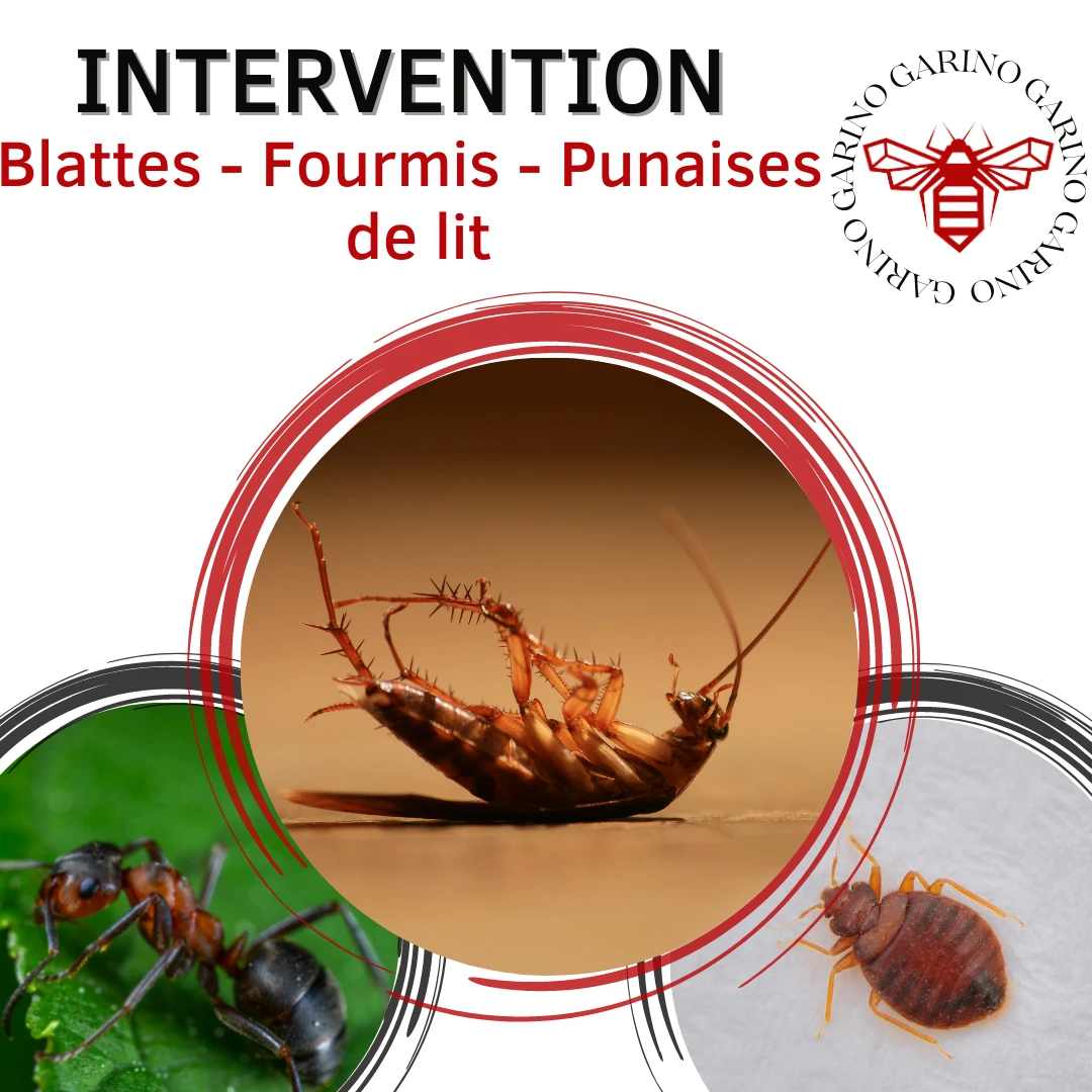 Garino Guêpe Frelons vous propose son expertise blattes, fourmis, punaises de lit à Paulhan